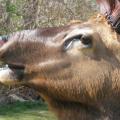 Bugling Closeup Bugling Closeup